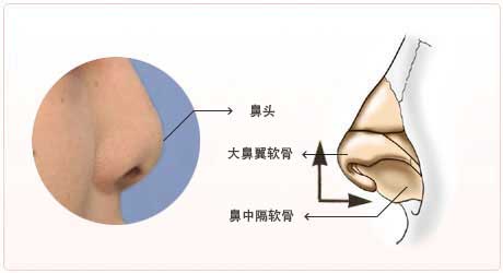 短鼻和低鼻的构造